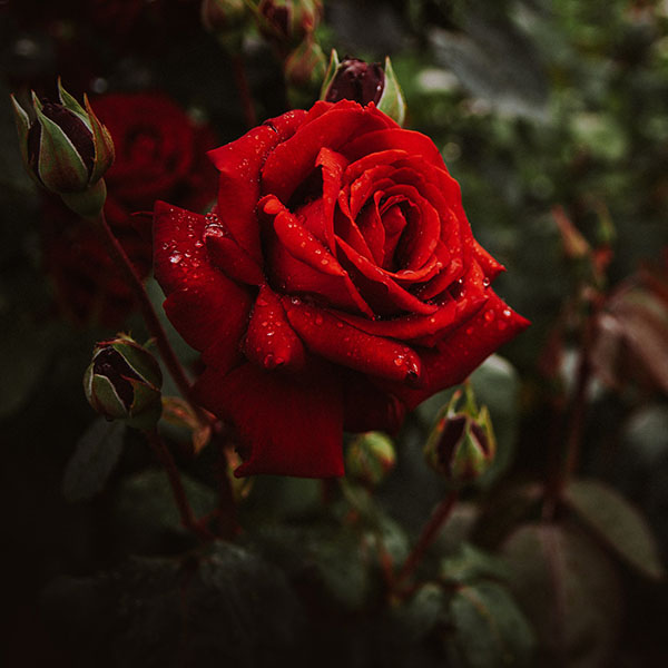 ��ǰ�̹���